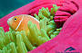 Finding Nemo