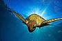 Open Water Dive Course - 4 Day