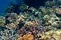 Coral gardens